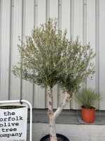 Mature Olive tree for sale
