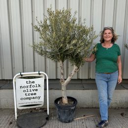 Mature Olive tree for sale. Delivery included.