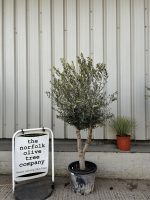 Arbequina olive tree