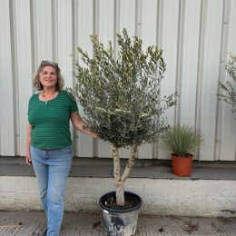 Arbequina olive tree