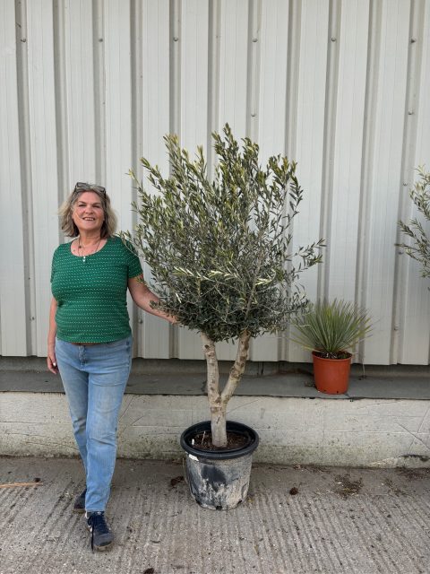 Arbequina olive tree