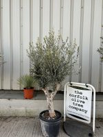 Arbequina olive tree