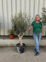 Arbequina olive tree