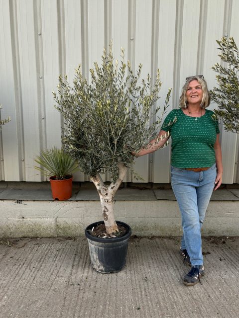 Arbequina olive tree
