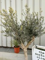 Arbequina olive tree