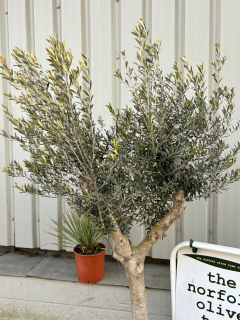 Arbequina olive tree