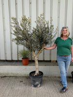 Arbequina olive tree
