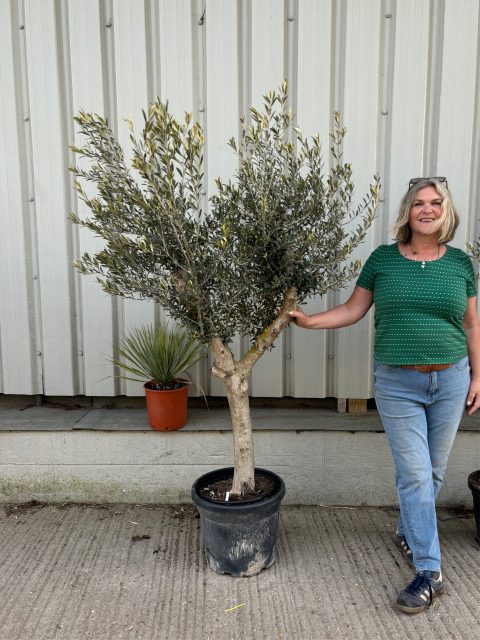 Arbequina olive tree