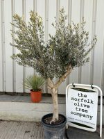 Arbequina olive tree