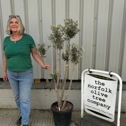 Multi-stem Olive tree
