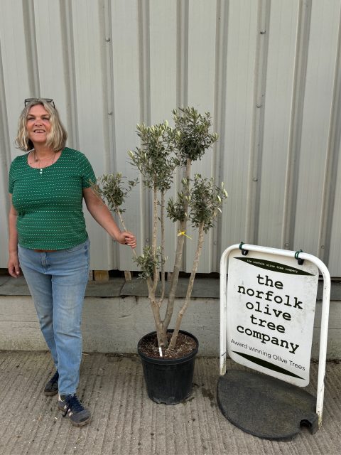 Multi-stem Olive tree