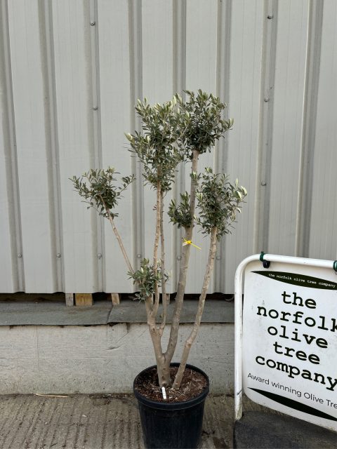 Multi-stem Olive tree