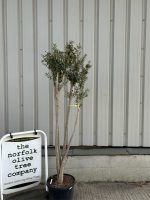 Charming Olive tree