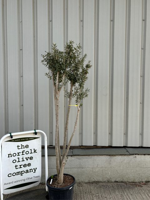 Charming Olive tree