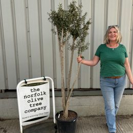 Charming Olive tree