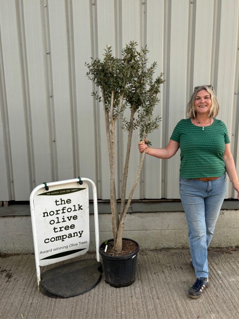Charming Olive tree