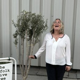 Multi-stem Olive tree