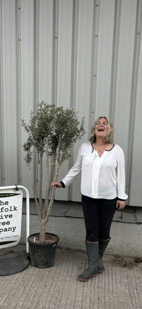 Multi-stem Olive tree