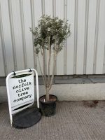 Multi-stem Olive tree