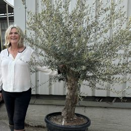 Gnarled patio Olive tree