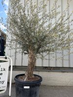 Gnarled patio Olive tree