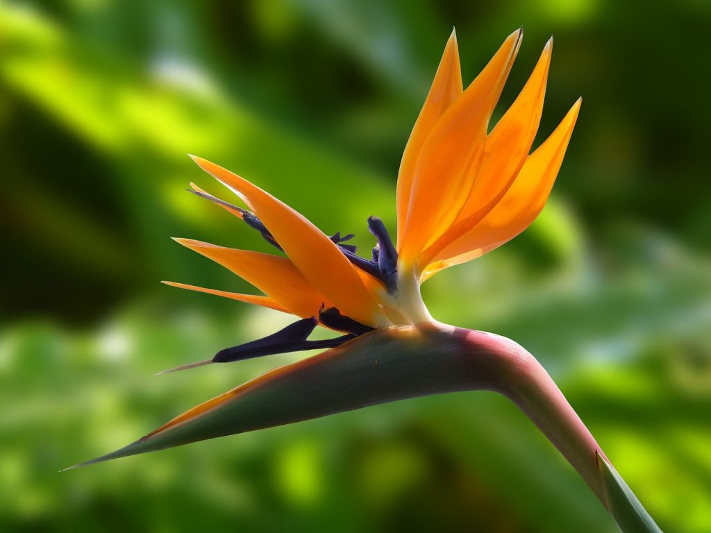 Bird of paradise
