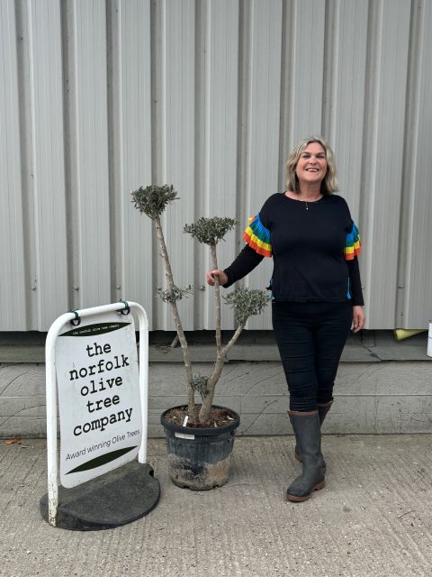 Niwaki cloud Olive Tree
