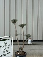 Niwaki cloud Olive Tree