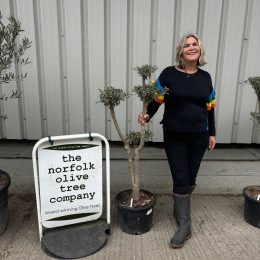 Niwaki cloud pruned Olive Tree - free delivery