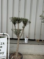 Gnarled Olive Tree