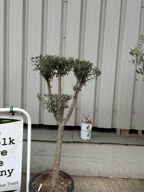 Gnarled Olive Tree