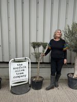 Gnarled Olive Tree