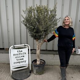 Arbequina olive tree. Delivery included.