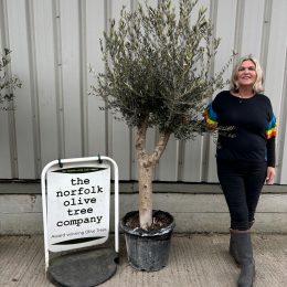 Arbequina olive tree. Delivery included.