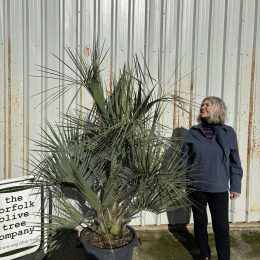 Butia capitata (Jelly Palm) – Hardy Feather Palm | UK Delivery