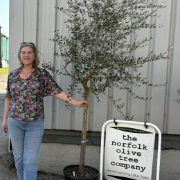 Tuscan Olive Tree