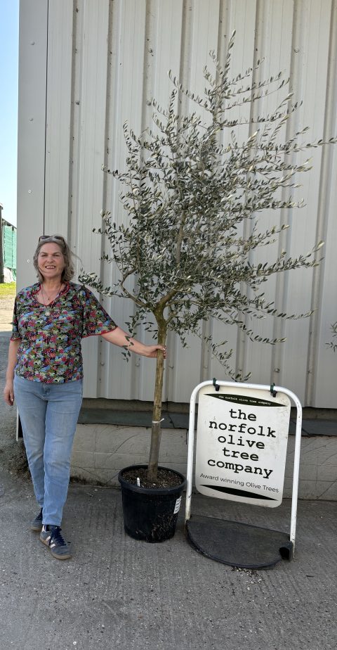 Tuscan Olive Tree
