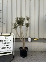 Charming Olive tree