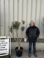 Charming Olive tree