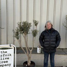 Charming Olive tree