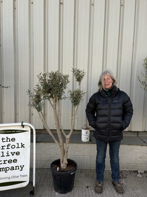 Charming Olive tree
