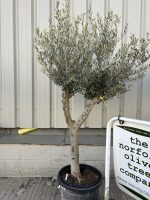Vase shaped Olive tree
