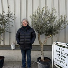 Vase shaped Olive tree