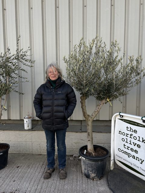 Vase shaped Olive tree