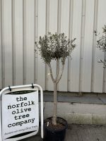 Multi-stem Olive tree