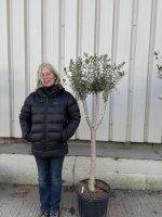 Multi-stem Olive tree