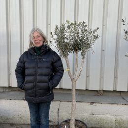 Multi-stem Olive tree