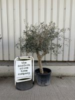 Hojiblanca Olive tree