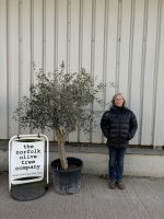 Hojiblanca Olive tree