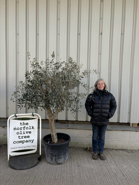 Hojiblanca Olive tree